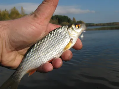 Чем плотва отличается от воблы? | fish2o | производитель премиум лосося |  Дзен