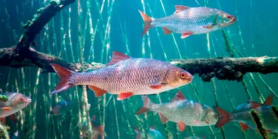 Речная плотва - самая многочисленная рыба наших водоёмов - Fishop