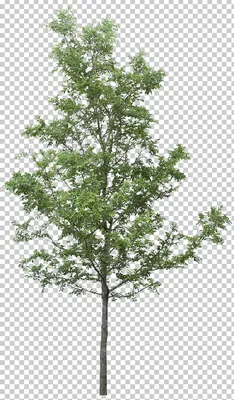 Free: Trees No Background Png For Photoshop - Photoshop Tree Png - 