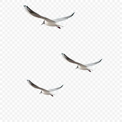 Flock of Птицы PNG file | PNG Mart