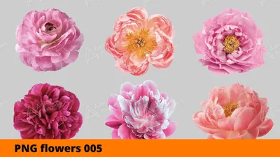 Flowers. Цветы. PNG. в 2023 г | Акварельные цветы, Цветочные картины,  Винтажные цветочные принты