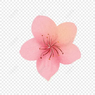 Pink flowers. Розовые цветы. PNG. в 2023 г | Цветы акварелью, Цветочные  картины, Цветочное искусство