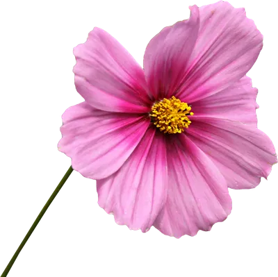Png Вырезка Цветок - Бесплатное фото на Pixabay - Pixabay