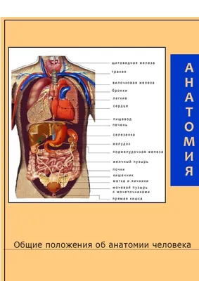 По анатомии человека картинки