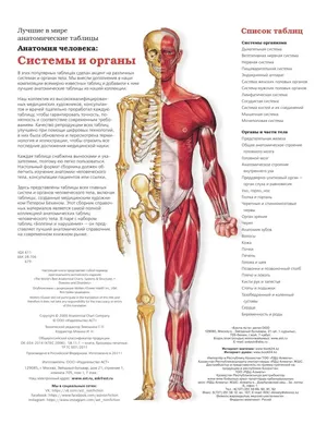 Анатомия человека. Подготовка и выполнение работ по предмету