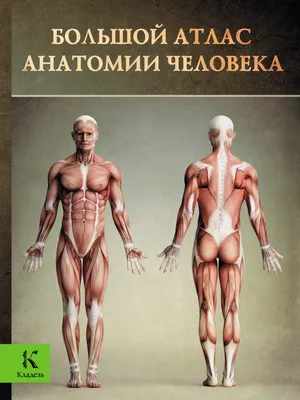Мышечная система человека, вид сзади (анатомия человека) Плакат глянцевый  А2+, плотная фотобумага от 200г/м2 - купить с доставкой по выгодным ценам в  интернет-магазине OZON (261474541)