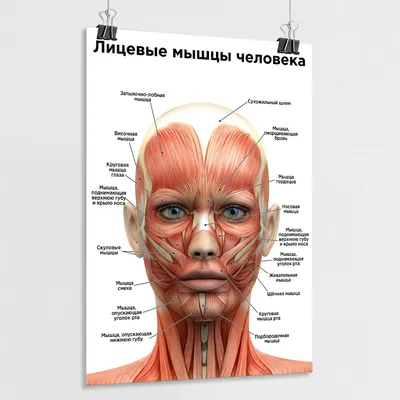 3D модель анатомии человека: анимированные органы пищеварения и прозрачный  орган печени 3D Модель $14 - .c4d .fbx - Free3D