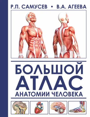 внутренняя анатомия человека, картинка внутри желудка, желудок, здоровье  фон картинки и Фото для бесплатной загрузки