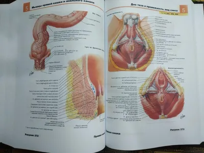 Робертс Э.: Атлас анатомии человека. Подробное иллюстрированное  руководство: купить книгу по выгодной цене в интернет-магазине Marwin |  Алматы