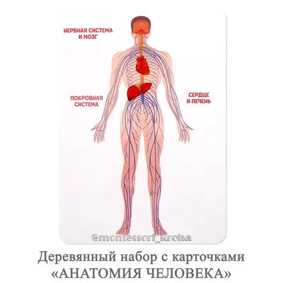 Большой атлас анатомии человека, Самусев Рудольф Павлович . Медицина и  здоровье , АСТ , 9785171127930 2022г. 1085,00р.