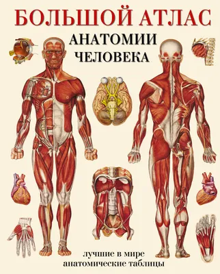 Большой атлас анатомии человека Издательство АСТ 2149584 купить в  интернет-магазине Wildberries