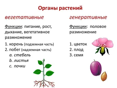 Терминологический диктант по курсу биологии 6 класса, Часть 1 worksheet |  Live Worksheets