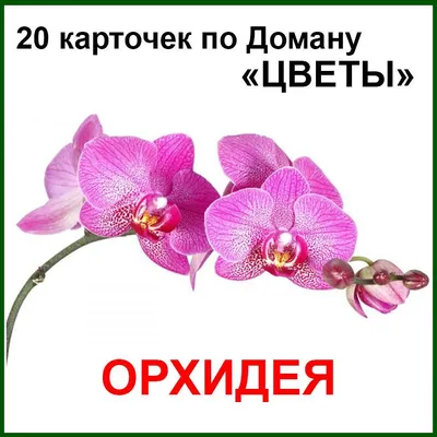 Обучающие карточки Вундеркинд с пеленок "Чтение по Доману", 20 карточек -  купить с доставкой по выгодным ценам в интернет-магазине OZON (170657136)