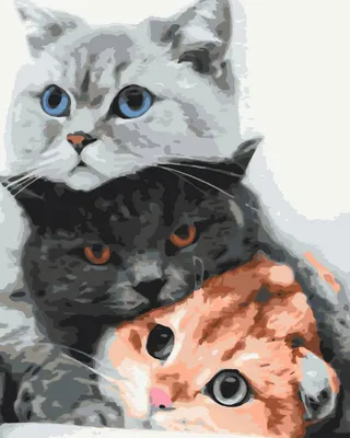 Картина по номерам «Грустный кот» Z-NA57 Цветное 40x40 - купить недорого в  Москве по цене производителя, отзывы, фото в интернет магазине Цветное