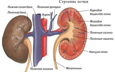 Как питьевая щелочная вода помогает здоровью почек?