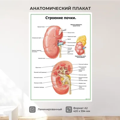 Идеи на тему «Почки» (20) | хроническая болезнь почек, клетки крови,  медицина