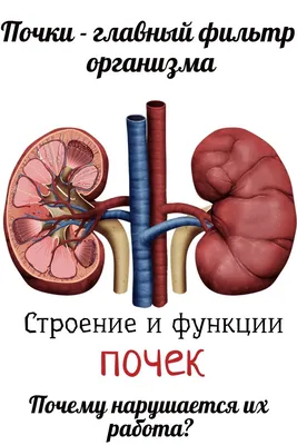 Как алкоголь влияет на почки | Последствия длительного употребления