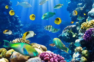 Картинка подводный мир. Underwater, рыбки, под водой. | Картинки,  Подводный, Растения