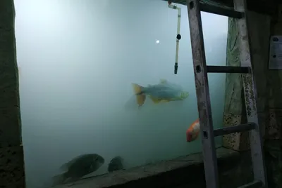 Рыбки кои в пруду под водой,…» — создано в Шедевруме