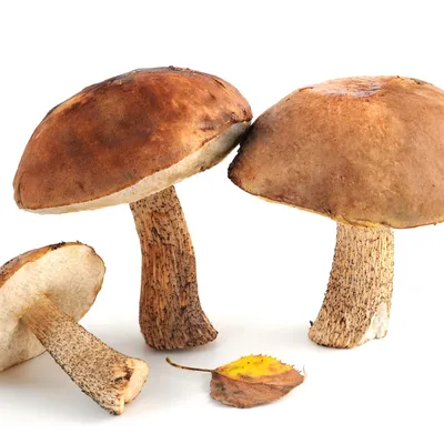 Подберёзовик разноцветный (Leccinum variicolor) – Грибы Сибири