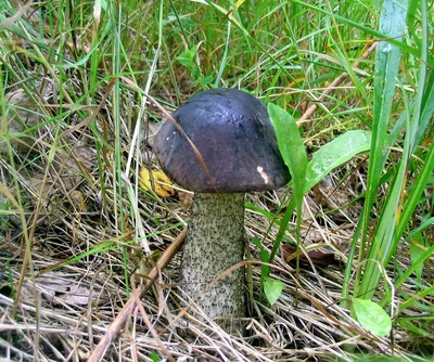 Leccinum scabrum, Подберезовик обыкновенный