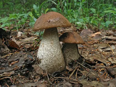 Подберезовик разноцветный, Leccinum variicolor - Грибы Средней Полосы