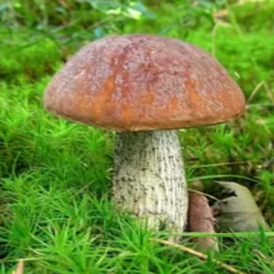 Подберёзовик разноцветный (Leccinum variicolor) - Picture Mushroom