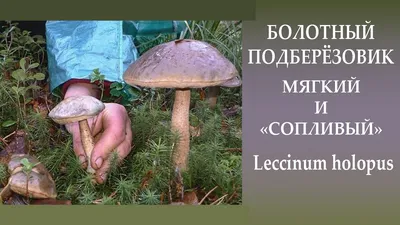 Подберёзовик (Leccinum scabrum) - YouTube