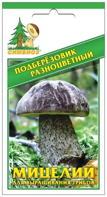 Подберёзовик болотный (Leccinum holopus) - Picture Mushroom