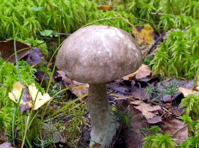 Подберёзовик болотный (лат. Leccinum holopus)