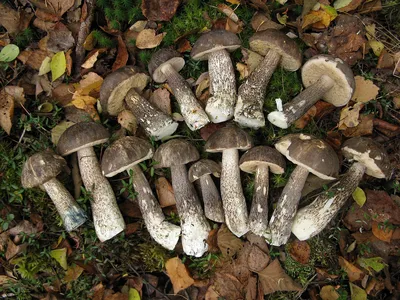 Подберёзовик разноцветный (Leccinum variicolor). Фото на сайте "Грибы:  информация и фотографии"