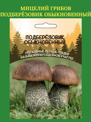 Зарощенный грибной блок подберезовик - Насіння країни