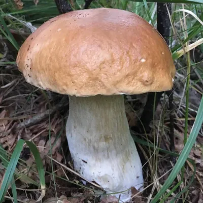 Подберёзовик болотный (Leccinum holopus) – Грибы Сибири