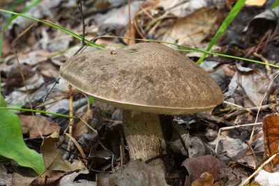 Подберёзовик обыкновенный (Leccinum scabrum) – Грибы Сибири [Вложение: 7231]