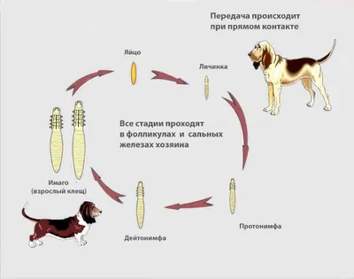 Как избавиться от кожного клеща: отвечают пользовательницы  | WOMAN