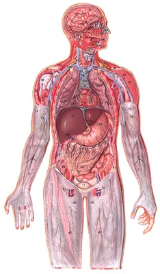 Cтроение человека: внутренние органы, фото с надписями | Анатомия,  Медицина, Анатомия человека