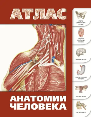 Сердце : нормальная анатомия | e-Anatomy