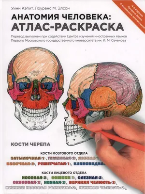 Медицинские 3D-анатомии человеческого тела модели - Китай Медицинские  анатомии, человека модели 3D-модели анатомических областей