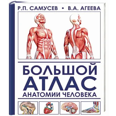 Большой атлас анатомии человека. Перевод Махияновой Евгении - «Книга,  которая должна быть в каждом доме» | отзывы