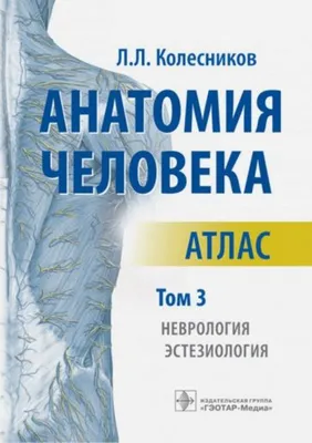 Мышцы человека: анатомия, строение, функции – Российский учебник