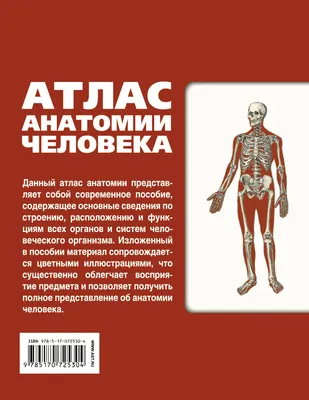 Большой атлас анатомии человека, Самусев Рудольф Павлович . Медицина и  здоровье , АСТ , 9785171127930 2022г. 1085,00р.