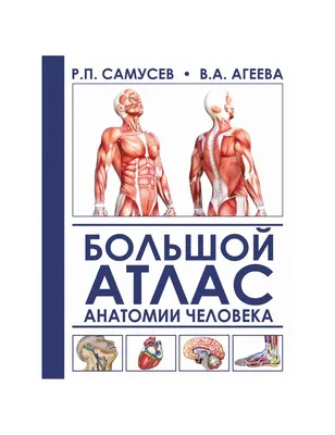 Купить 4D 26 см Анатомия туловища человека Модель внутренних органов Сердце  Мозг Скелет Медицинская обучающая модель Органы Модель игрушки | Joom