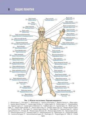 Мышцы человека: анатомия, строение, функции – Российский учебник