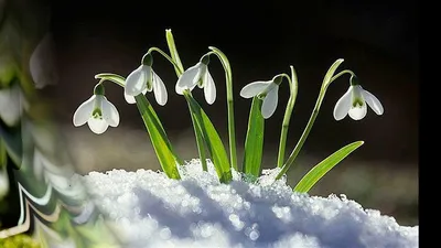 Не всё подснежник, что из-под снега