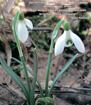 Подснежник – улыбка весны — Экологический вестник Кузбасса