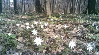 Топ-5 прекрасных весенних первоцветов: где и когда увидеть цветение? — Блог  о турах по Украине