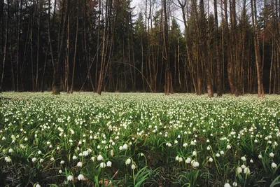 Поляна подснежников в лесу - 55 фото