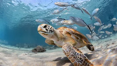 Охрана океана. Подводный мир нуждается в Вашей помощи! - Diving Atlantis  Tenerife