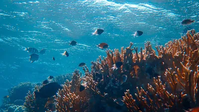Картинки подводный мир океана - 57 фото