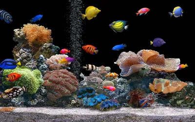 Картинки подводный мир океана - 80 фото